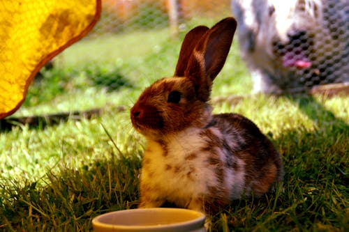 無料 緑の草の上の茶色と白のウサギ 写真素材