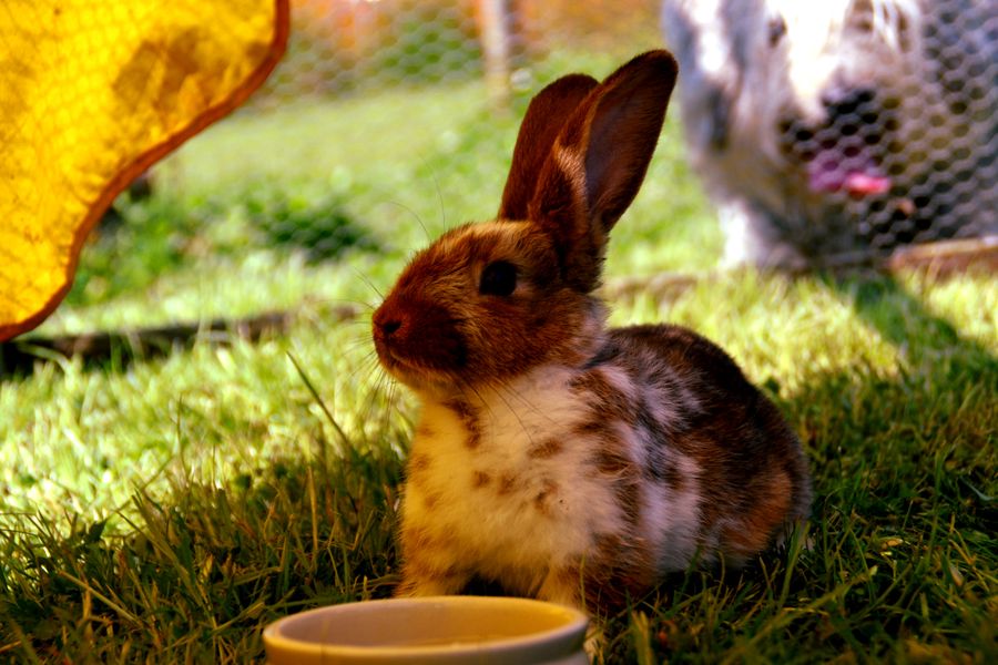 Brown and white rabbit on green grass