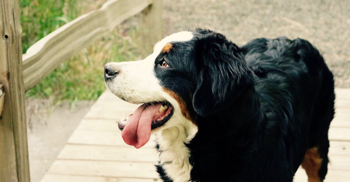 Profile view of a Bernese Mountain Dog standing on a wooden bridge outdoors.