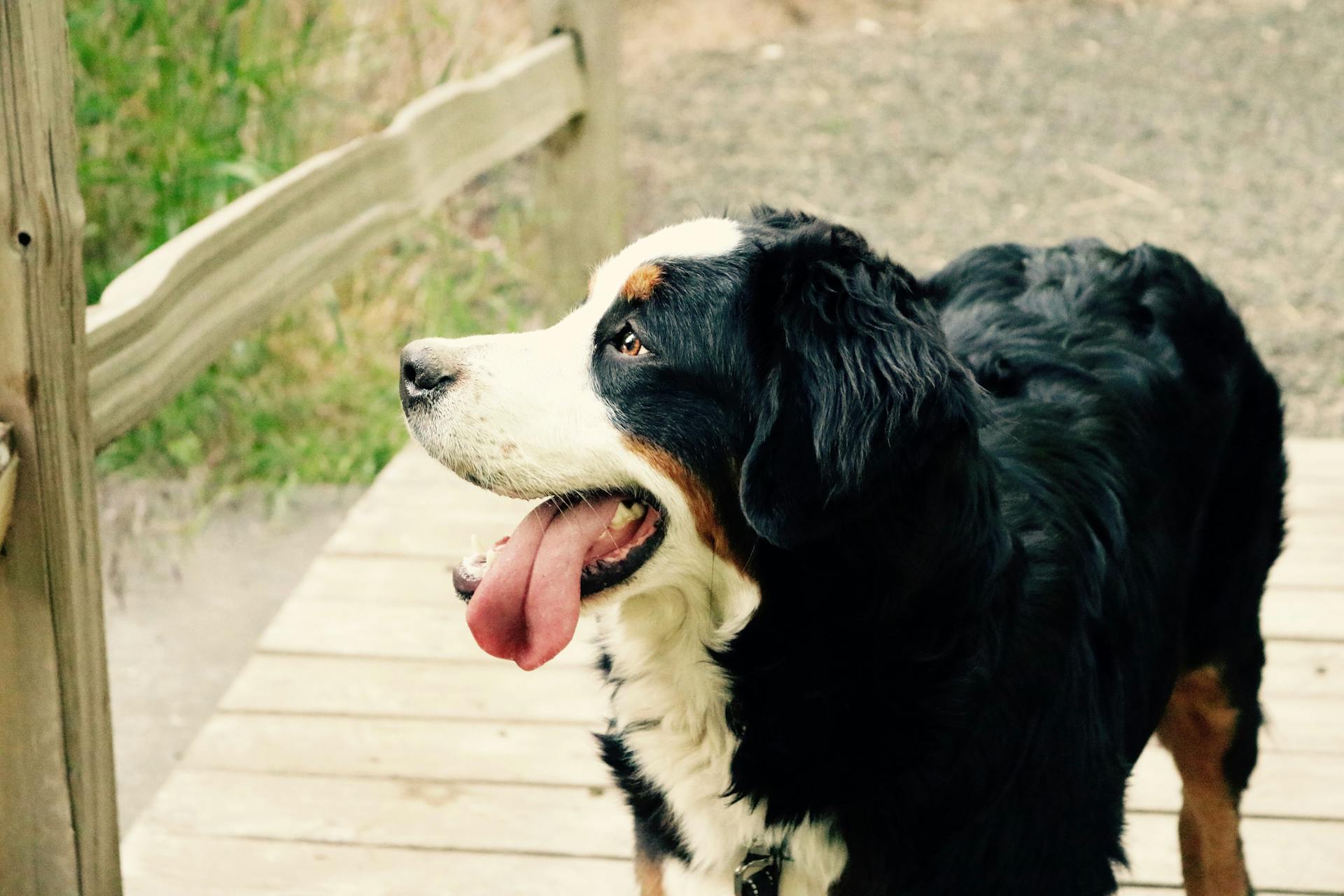 Black Brown and White Long Coat Medium Dog Near Brown Wooden Fence