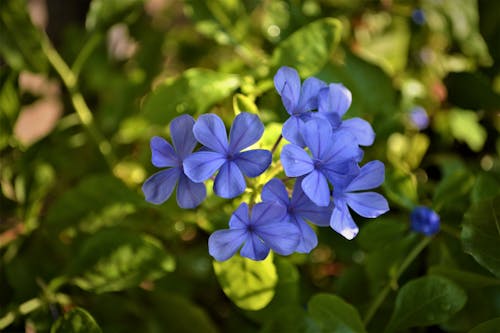 Gratis arkivbilde med anlegg, årstid, blå blomster