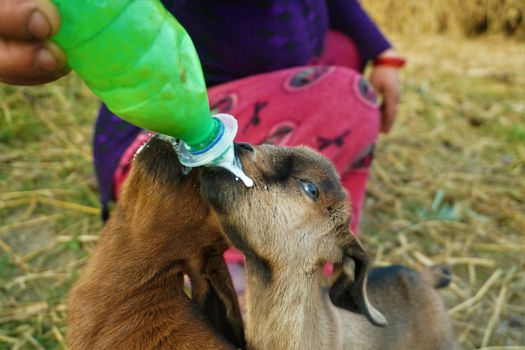Goat Milk Stage 3 For Toddlers 1 Year & Up Toddler Drink