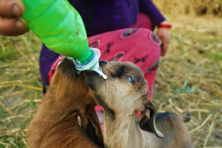 Brown Baby Goat Drinking Milk On Plastic Bottle