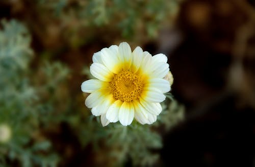 Yellow and White Petaled Flower