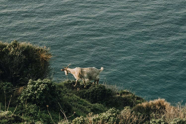 Goat On Sea Shore