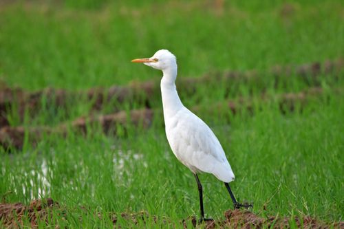 Free A beautiful egret standing majestically in a lush green field. Stock Photo