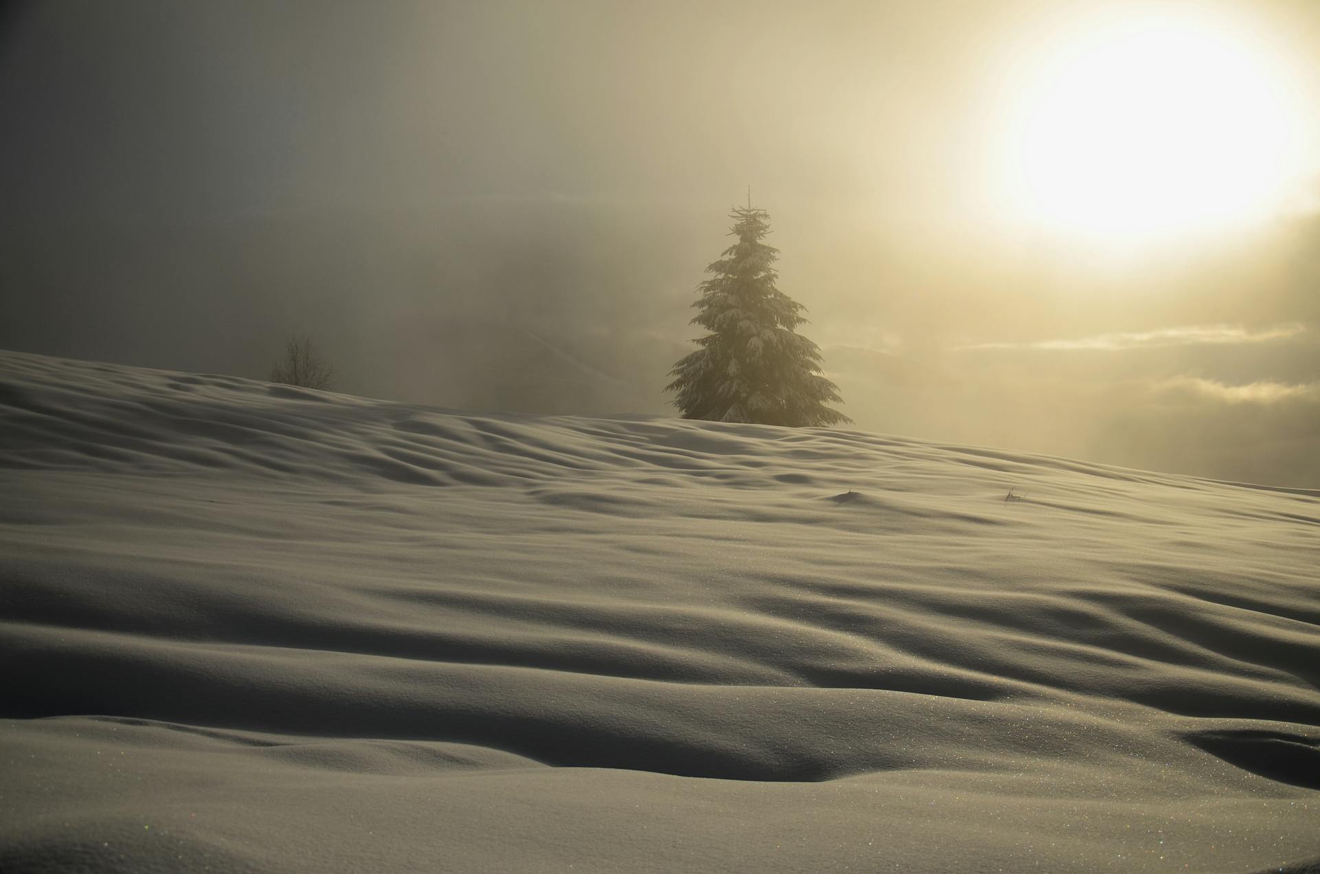 A tranquil snowy landscape with a lone pine tree and the sun rising over the horizon, creating a peaceful winter scene.