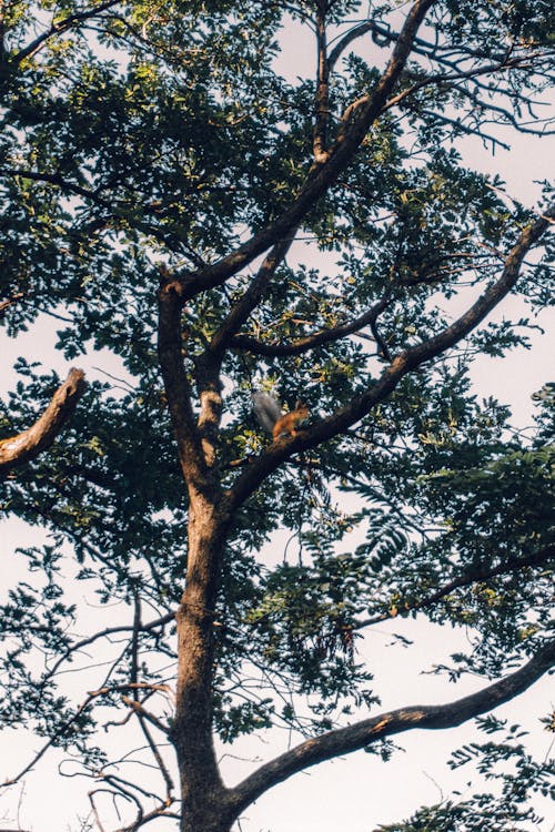 Free stock photo of squirrel