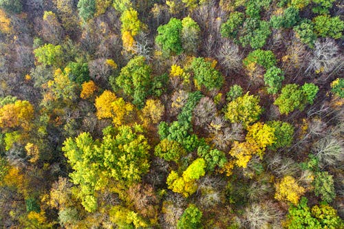 Бесплатное стоковое фото с воздушная съемка, деревья, лес