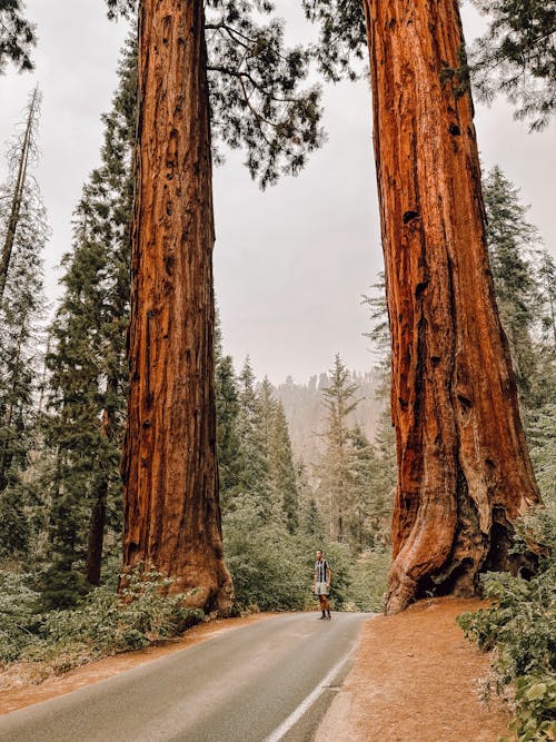 Person Standing on a Narrow Road Between Tall Trees