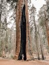Man under Giant Sequoia