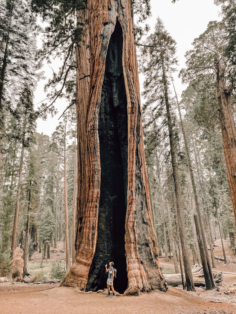 Man Under Giant Sequoia