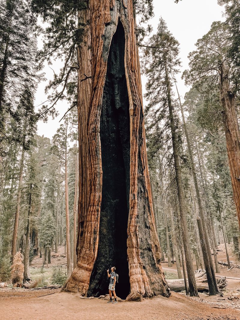 Calaveras Big Trees Spring Camping
