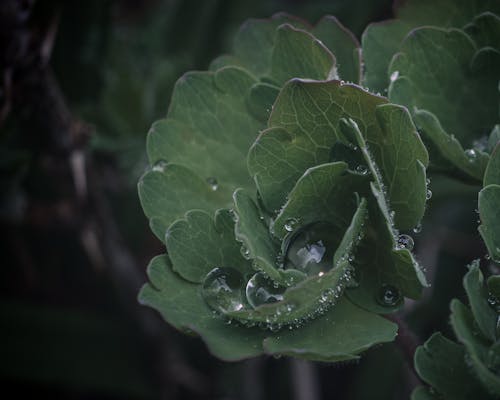 Immagine gratuita di avvicinamento, bagnato, botanico