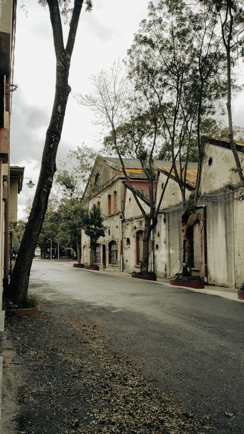 Fotos de stock gratuitas de arboles, arquitectura, calle