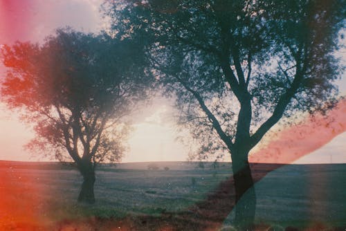 Analogue Camera Shot of Trees Growing in Field on Sunset