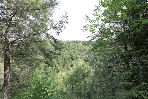 Free stock photo of dark forest background, dark forest wallpaper, dense forest