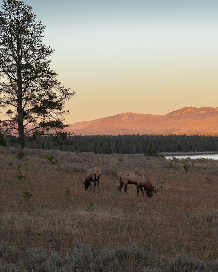 Rocky Mountain Elk Eating Grass On Field