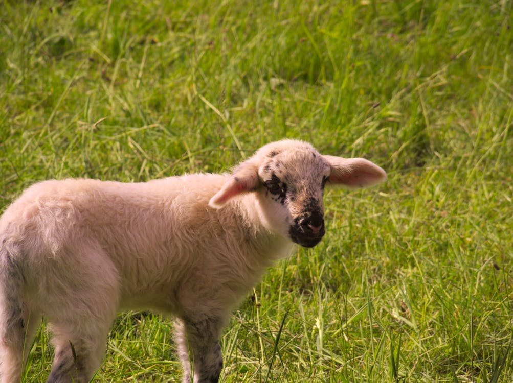 無料 緑の草の上の白い羊 写真素材