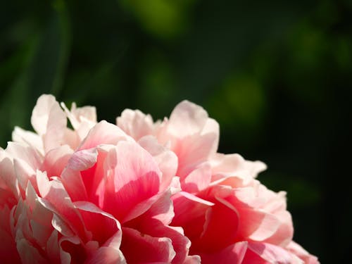 Ücretsiz Makro Odaklı Fotoğrafta Pembe Kümelenmiş çiçek Stok Fotoğraflar