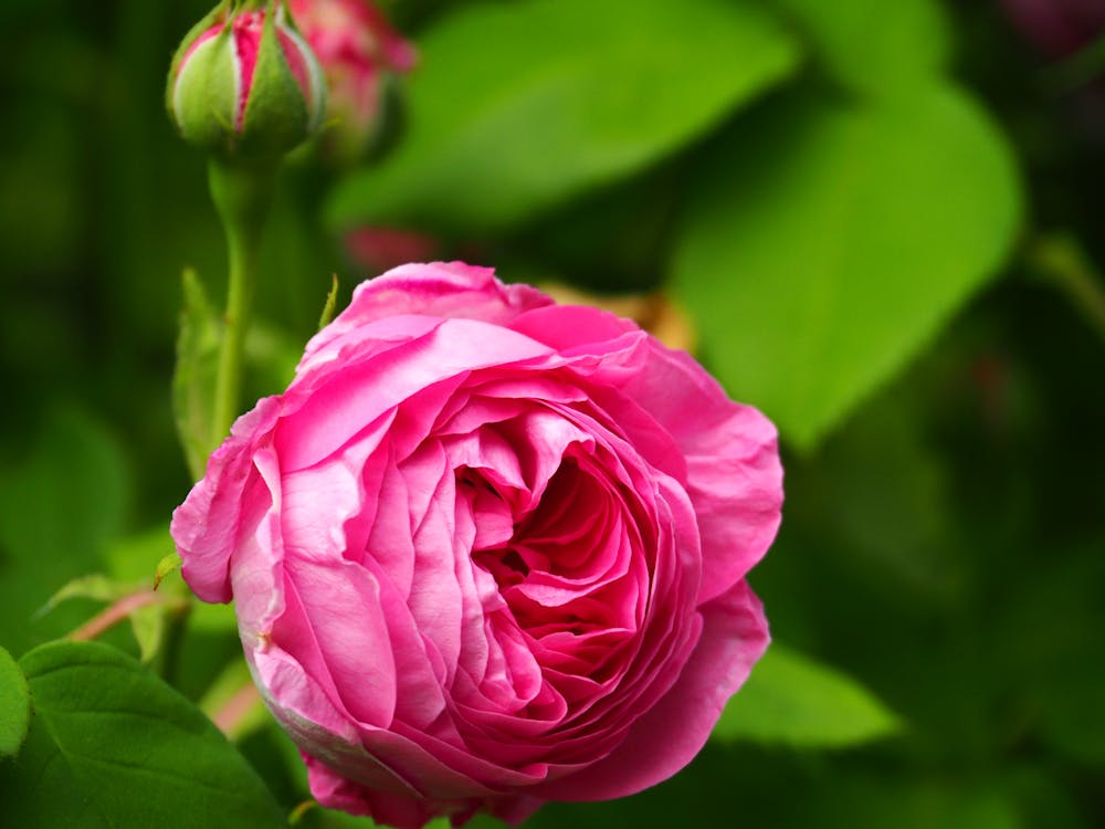 gratis Fuchsia Rose In Bloom In Close Up Fotografie Stockfoto