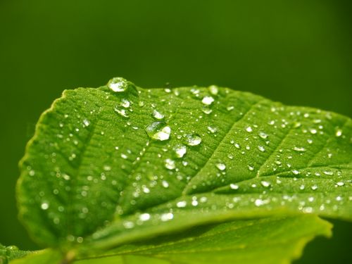 Free Close-up macro shot of a green leaf adorned with fresh dewdrops in natural setting. Stock Photo