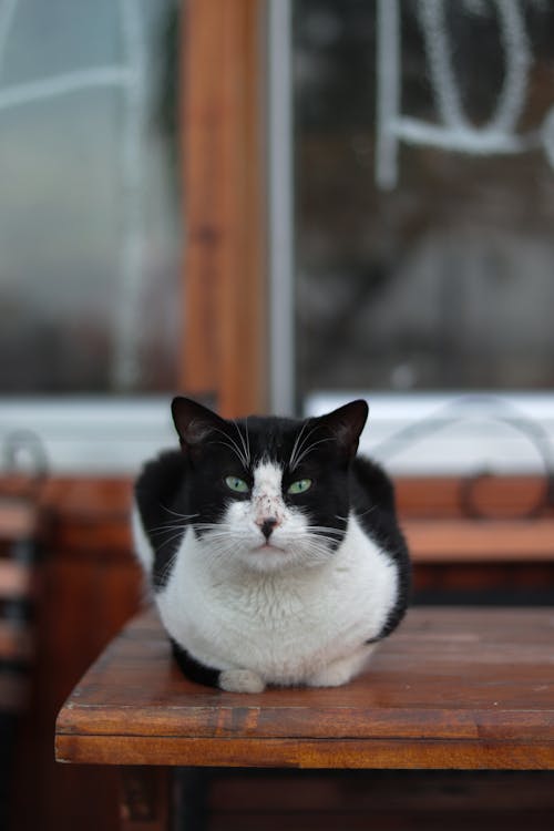 Gratis lagerfoto af bicolor kat, dyr, dyrefotografering