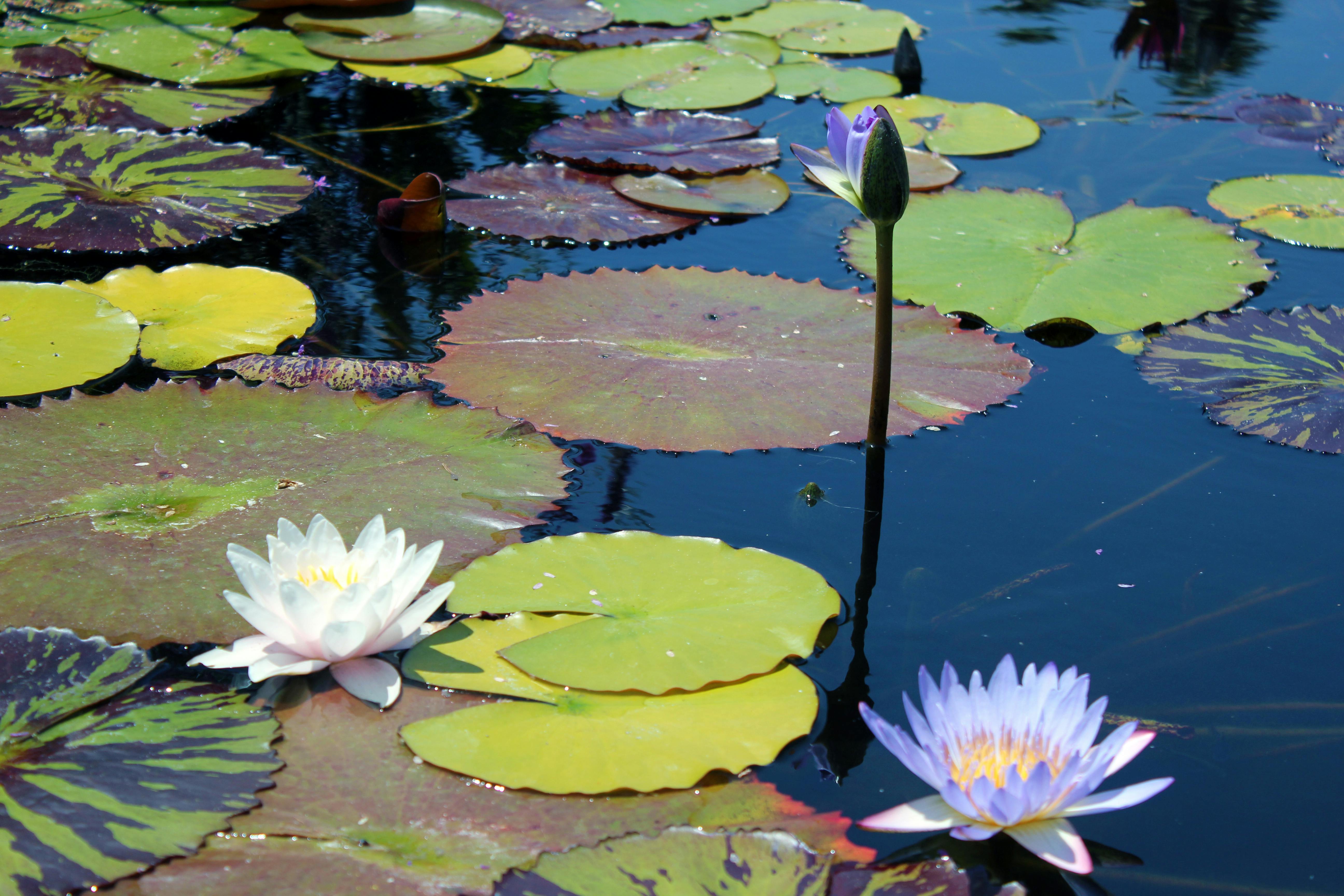 Free stock photo of flowers, pond