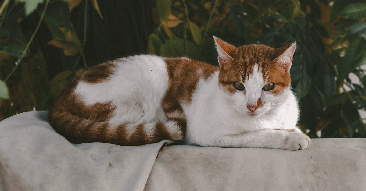 How to get rid of cat dander on clothes