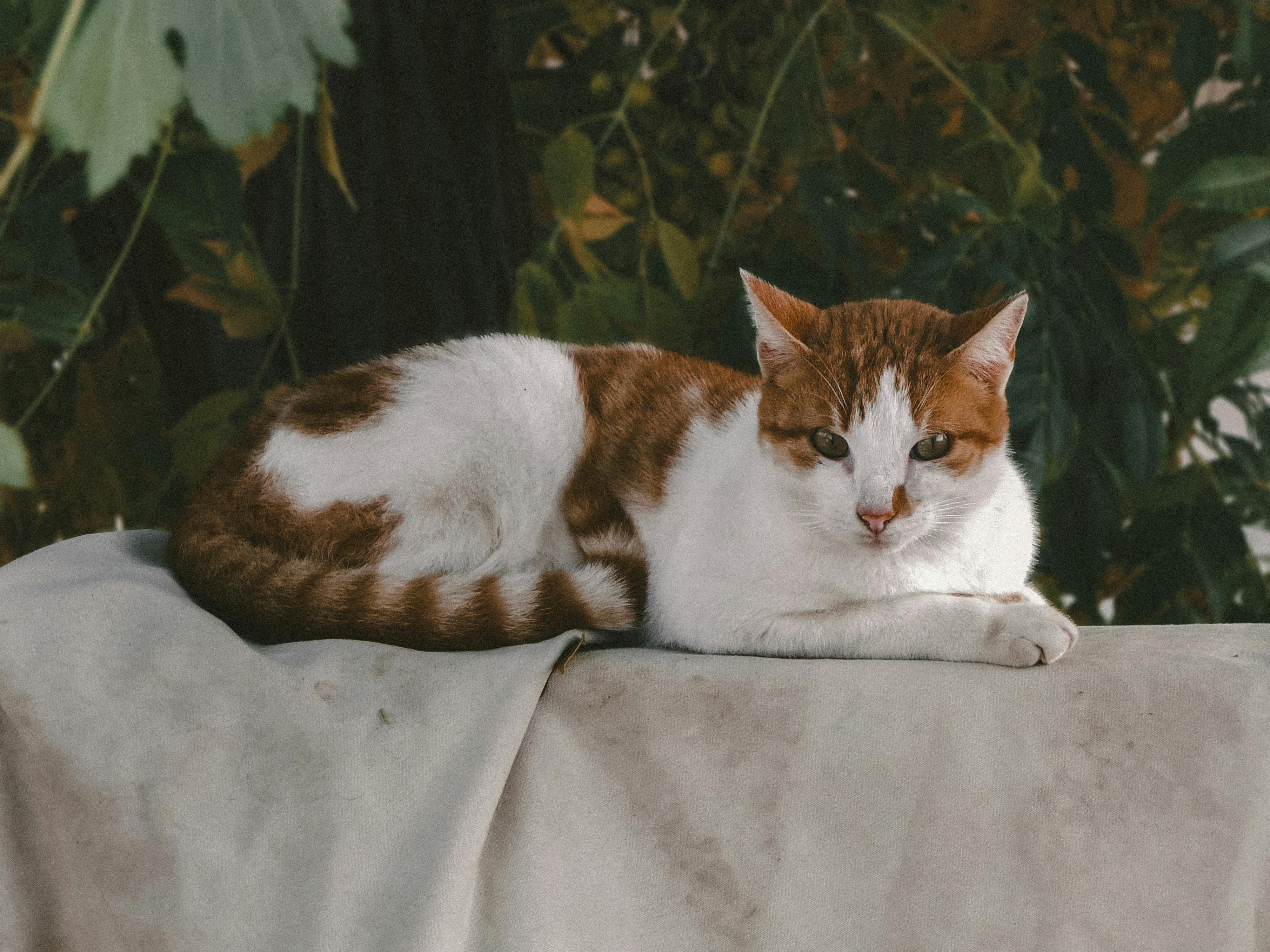172,241+ Best Free White cloth Stock Photos & Images · 100% Royalty-Free HD Downloads