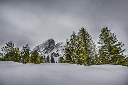 Karla Kaplı Dağlarda çam Ağaçlarının Fotoğrafı
