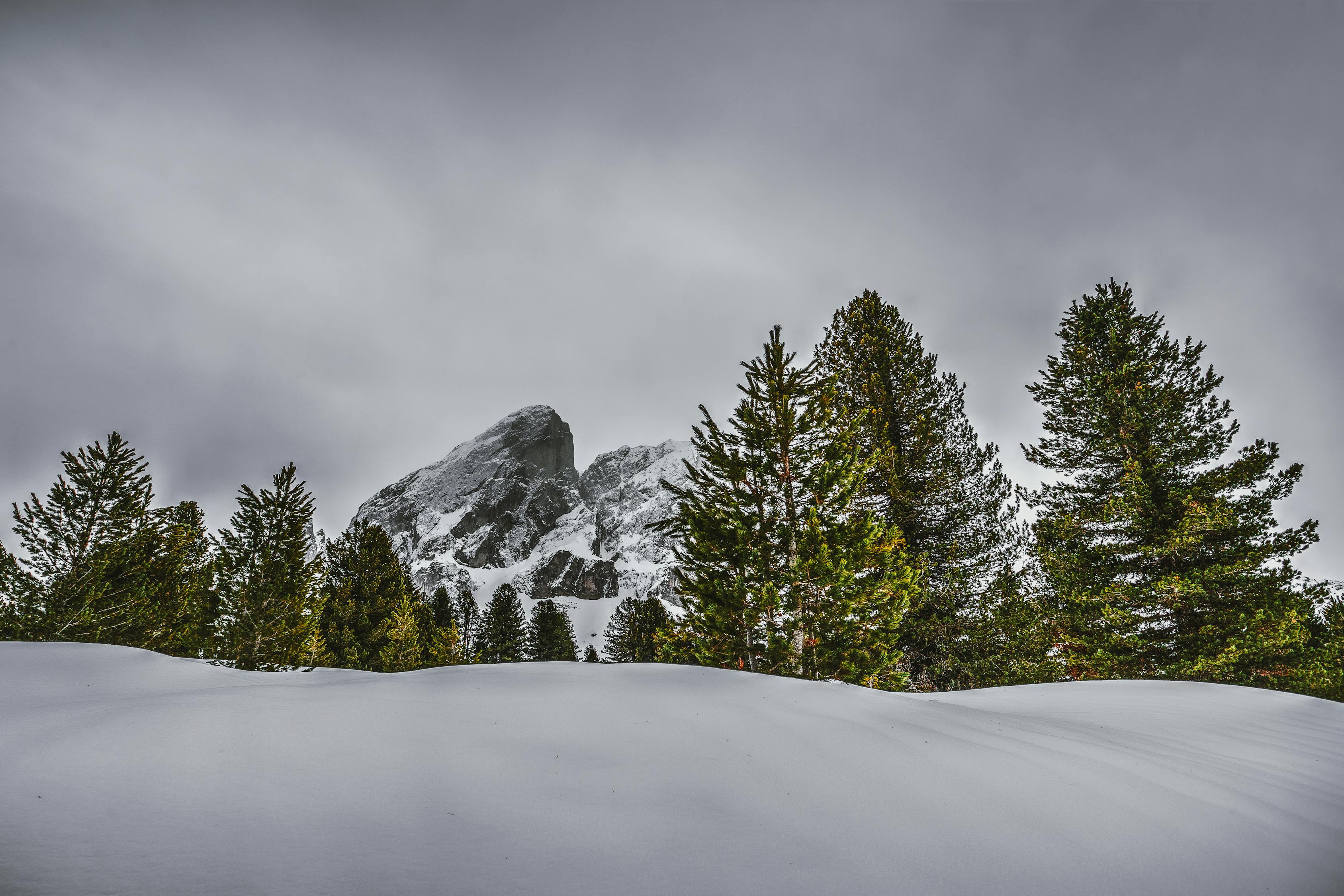 fotografie-von-kiefern-auf-schneebedeckten-bergen-kostenloses-stock-foto