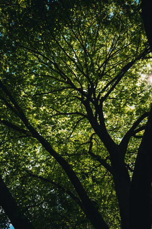 Free Captivating view of a tree canopy with sunlight peeking through leaves, showcasing nature's beauty. Stock Photo