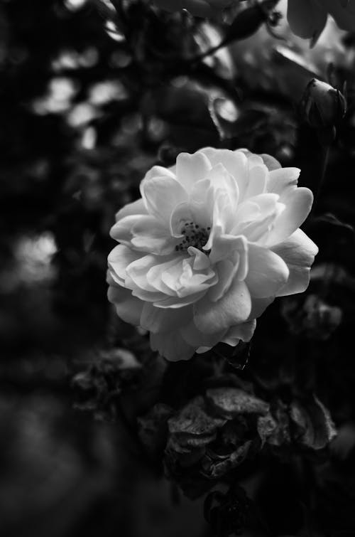 Free Grayscale Photo of White Flower Stock Photo