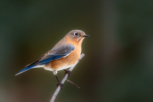 Free Close-up of an Eastern Bluebird perched on a twig against a blurred background. Stock Photo