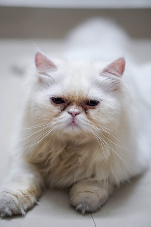 Free White Long Fur Cat on White Textile Stock Photo