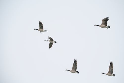 Photos gratuites de animaux, canards, ciel