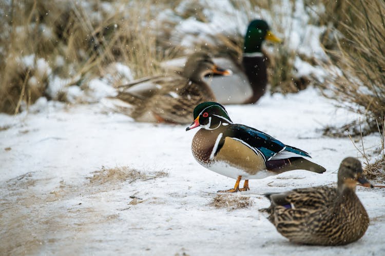 Mallard Ducks On Ground On Snow