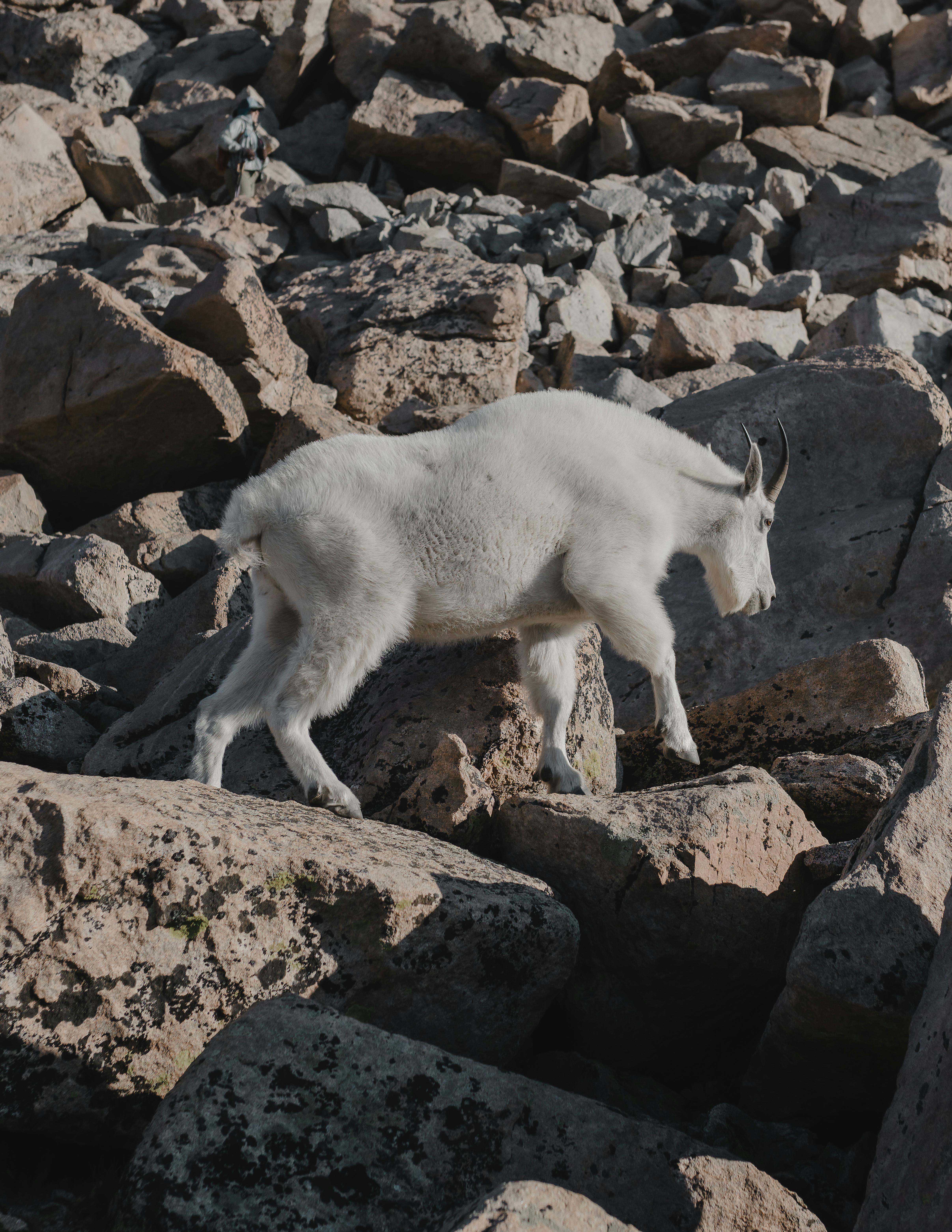 Who is the goat in darts?