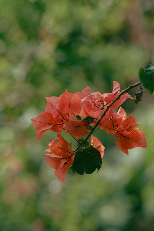 Free Close-up of vibrant Bougainvillea flowers against a blurred green background in Ho Chi Minh City. Stock Photo
