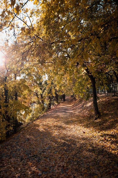 Photos gratuites de arbres d'automne, atmosfera de outono, automne