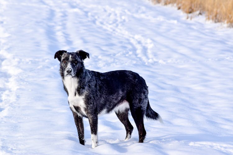 Dog In Snow On Winter Hill