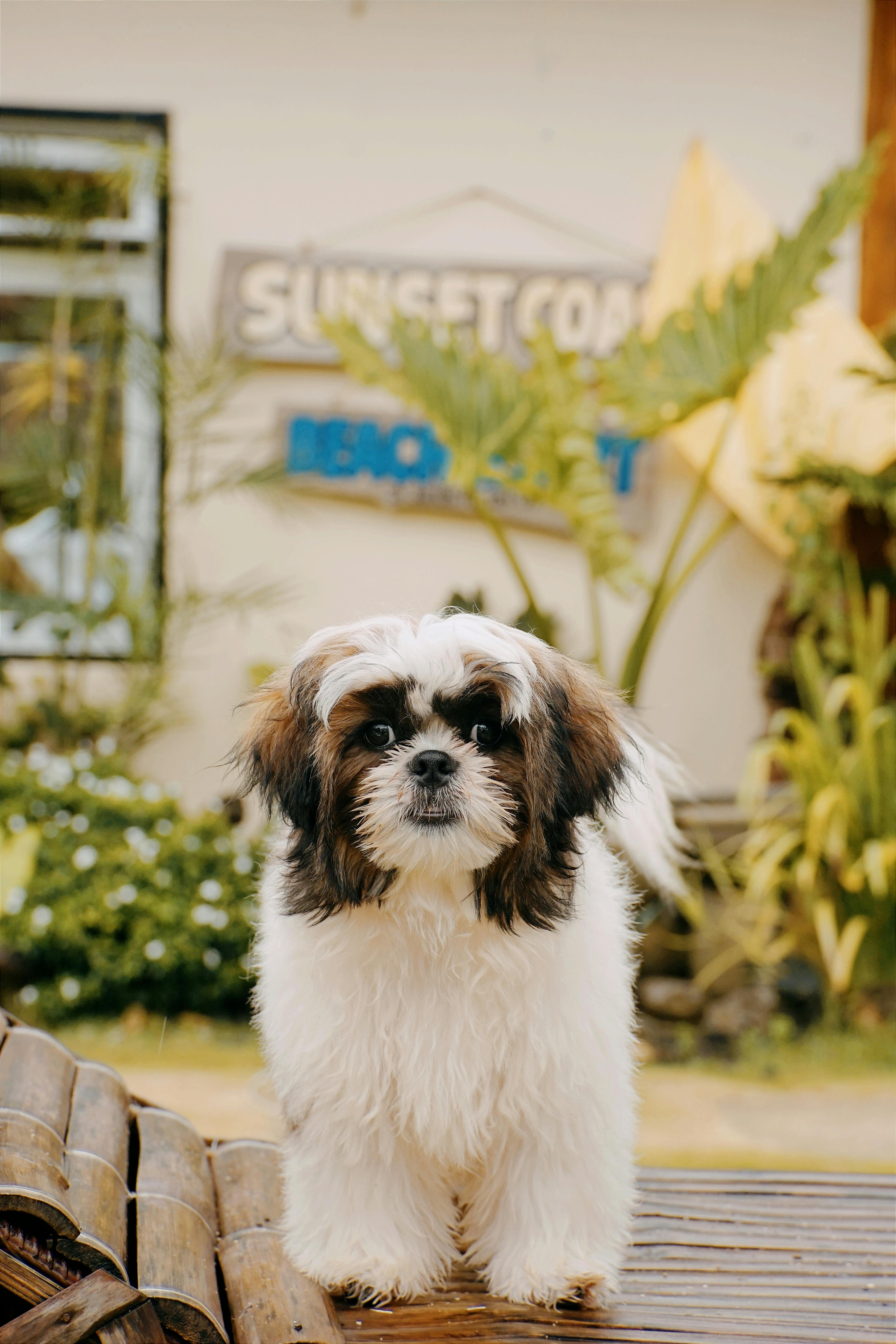 How Can I Get A Free Emotional Support Dog