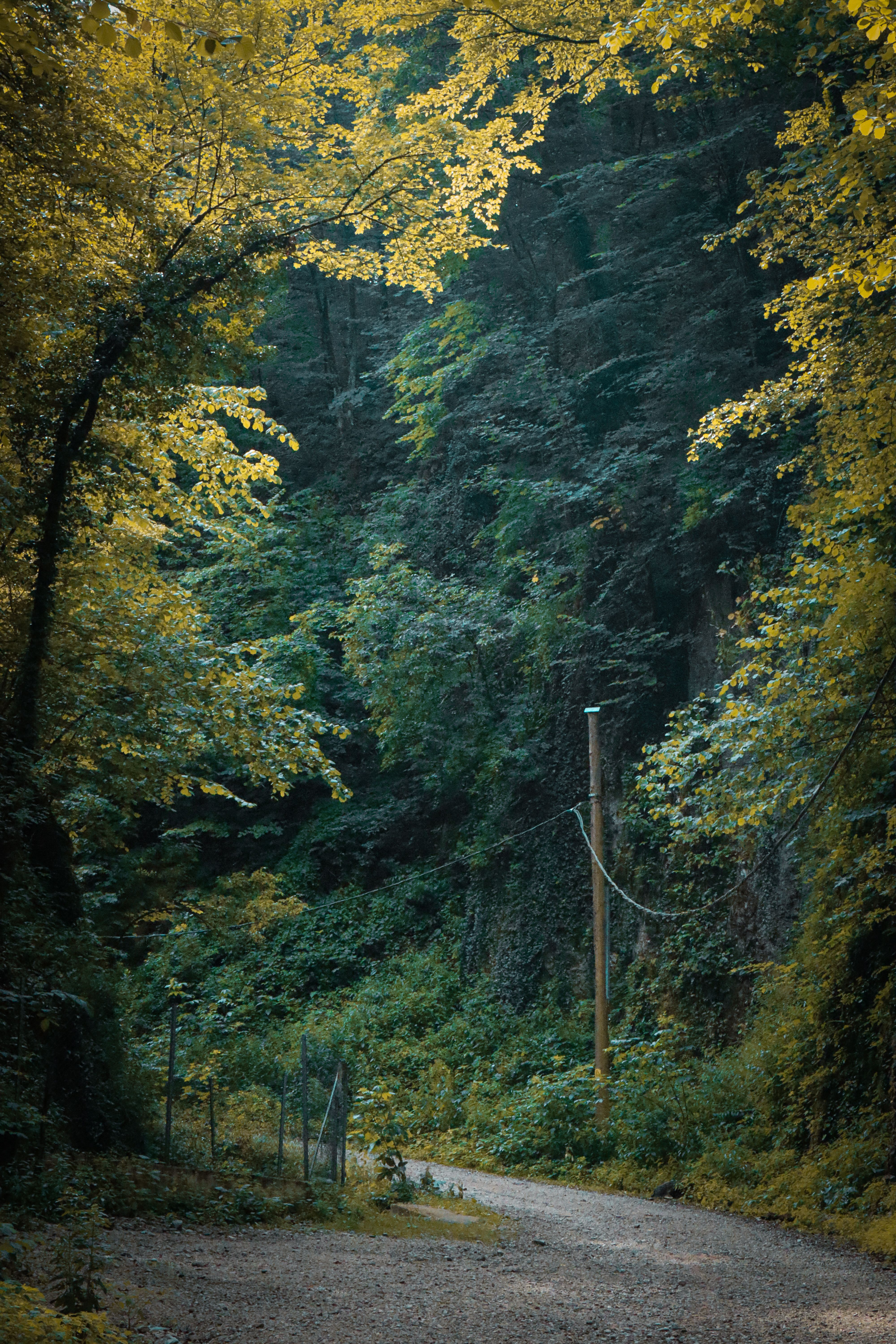 A peaceful dirt path winding through lush Romanian forests in early fall.