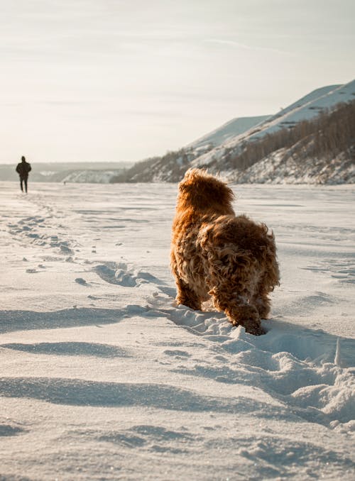 갈색 코트, 개, 걷고 있는의 무료 스톡 사진