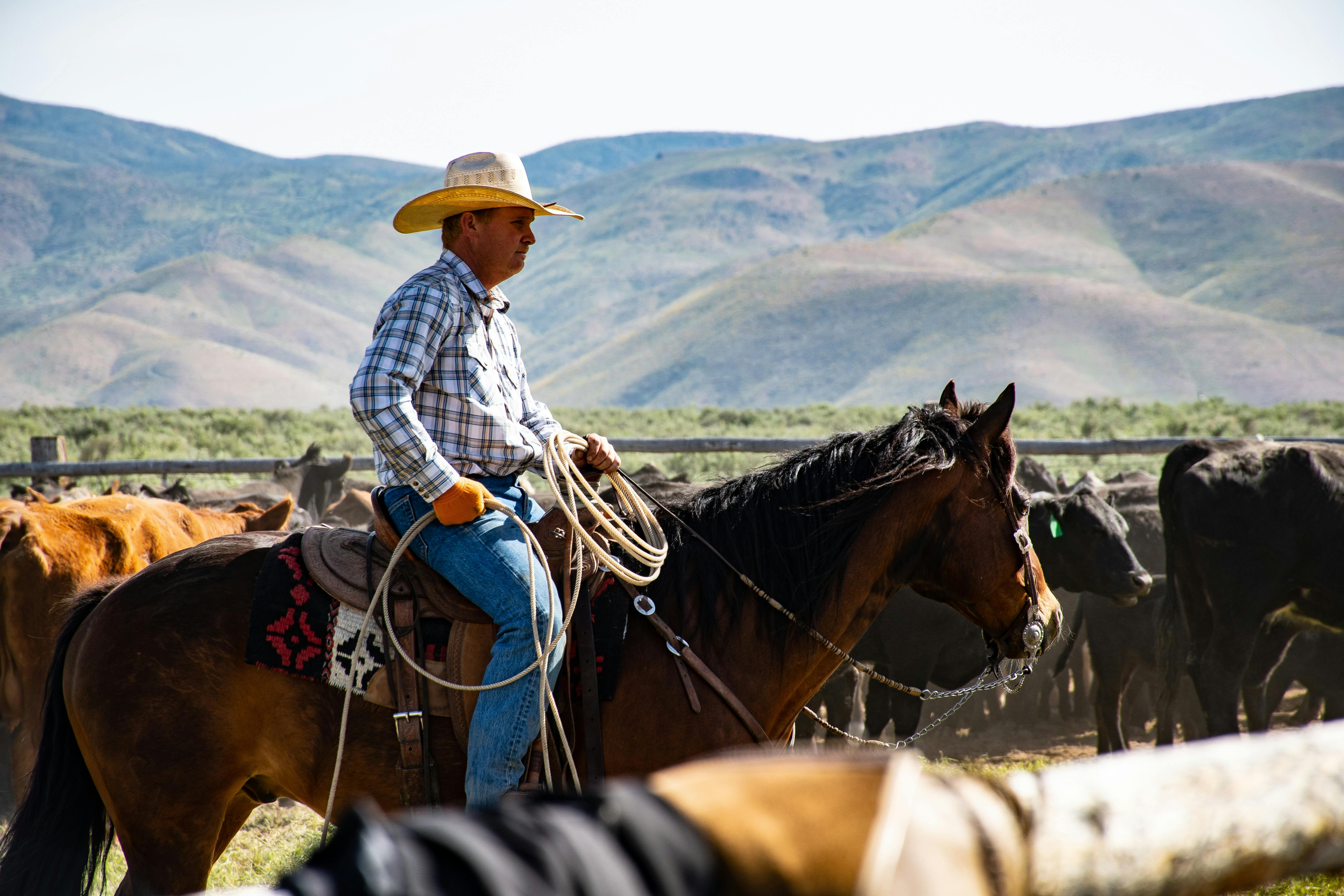 western riding horse photography