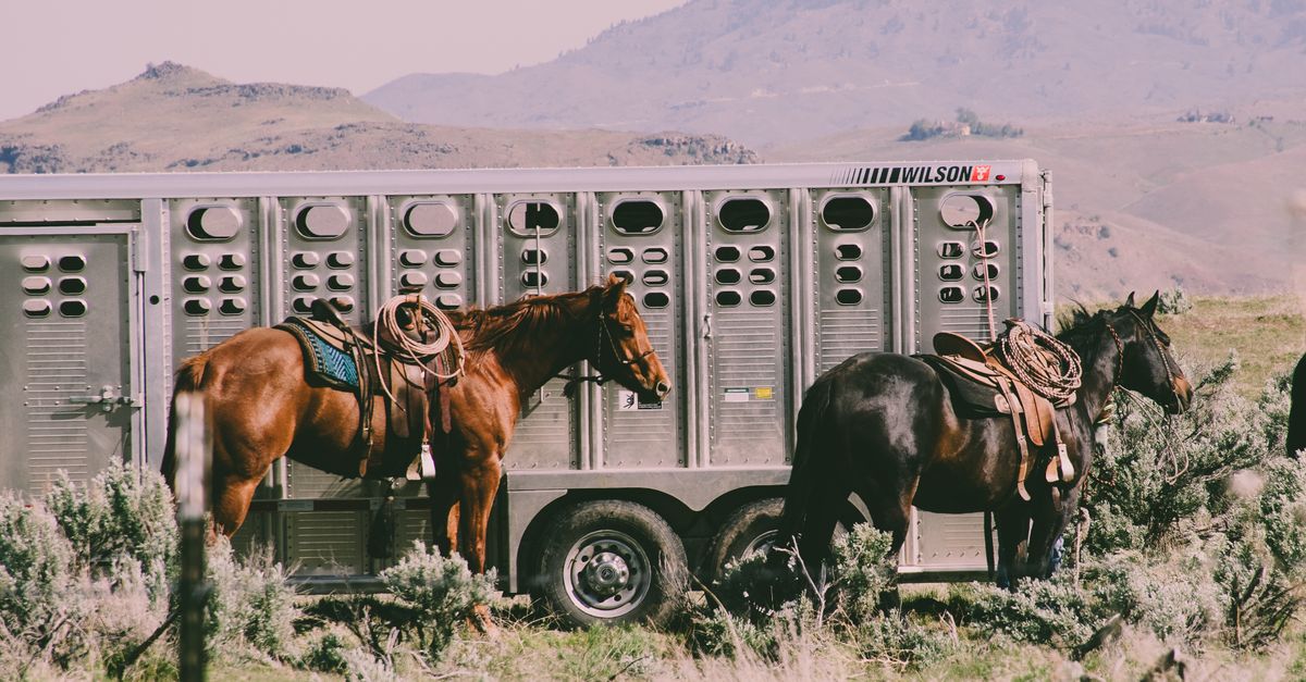 Two saddled horses beside a livestock trailer in a rural mountainous landscape.