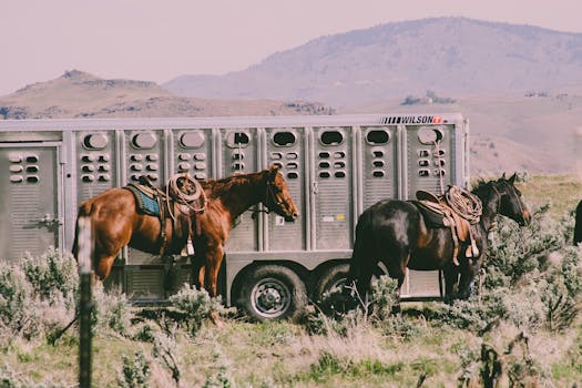 horse trailering, hauling horses, tips