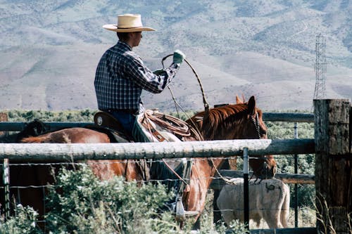 Foto d'estoc gratuïta de animals, atracció, barret de cowboy