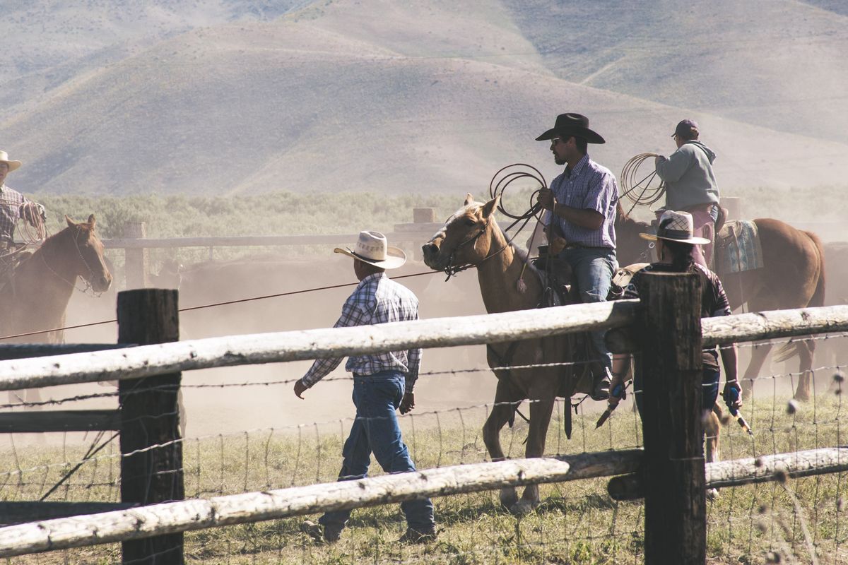 Cowboys à cheval rassemblant le bétail dans un ranch poussiéreux de l'Ouest américain